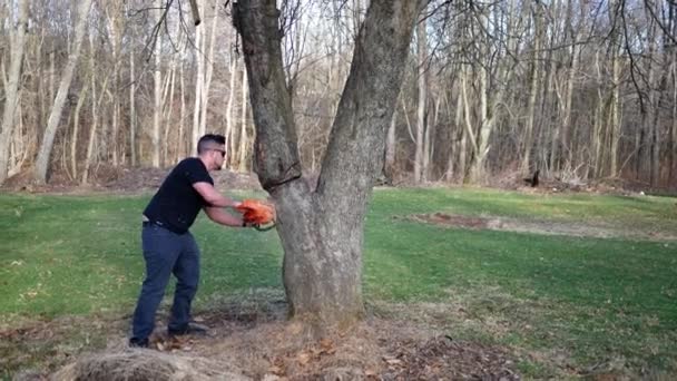 Travailleur Coupe Dangereusement Arbre Avec Une Tronçonneuse Sous Une Grande — Video