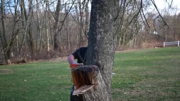 Rückansicht Eines Baumstammes Dem Bauarbeiter Mit Kettensäge Arbeiten — Stockvideo