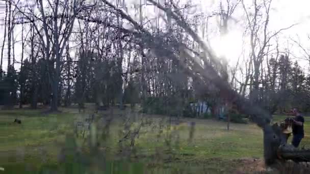 Árbol Que Cae Después Que Contratista Usa Una Motosierra — Vídeo de stock