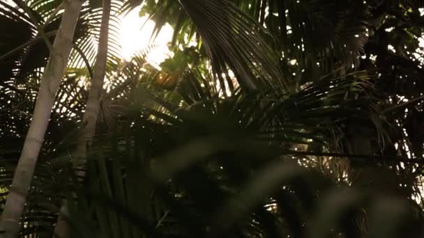 Panoramique Jusqu Soleil Dans Forêt Tropicale Luxuriante Coucher Soleil — Video