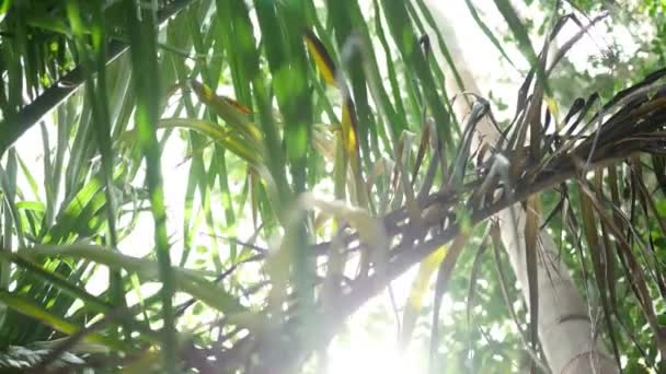 Panning Dense Tropical Canopy Sun Shining — Stock Video