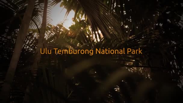 Famous Rain Forest Typography Series Ulu Temburong National Park — Stock Video