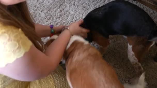 Vrouw Huisdieren Een Groep Van Uiteenlopende Puppies Mutts Een Feestje — Stockvideo