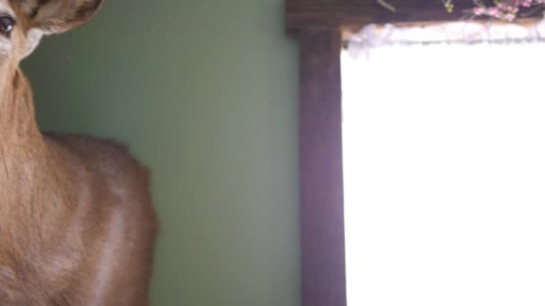 Aparat Patelnie Głowy Jelenia Zamontowany Ścianie Kraju Koncepcja Polowania — Wideo stockowe