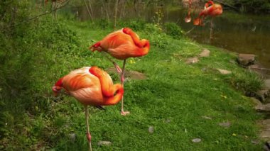 Su akışı çimenli kenarına preening flamingolar