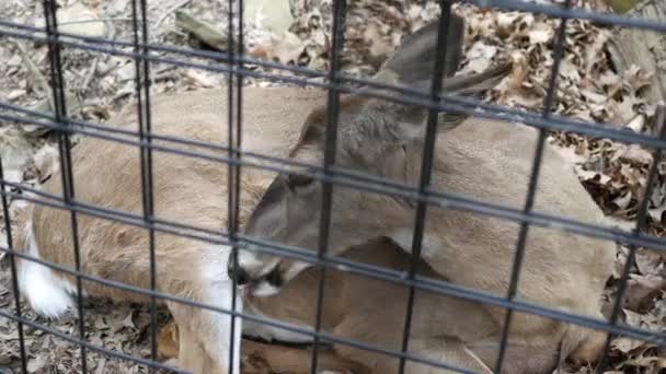 Cerf Toilette Derrière Une Clôture Cage — Video