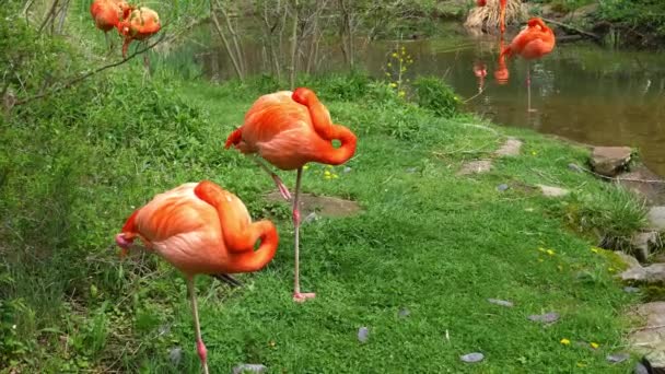 Flamingo Preening Buurt Van Met Gras Begroeide Rand Van Water — Stockvideo