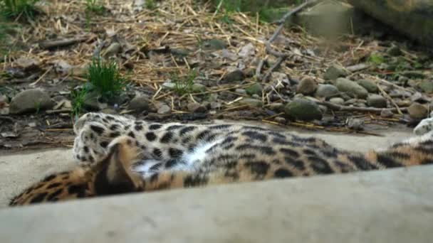 Leopardo Detrás Del Cristal Recinto — Vídeo de stock