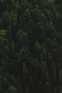 Yeşil orman çam ormanlar duvar kağıdı 