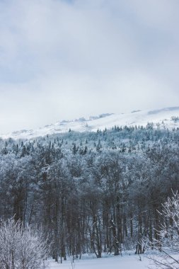 Karpat Dağları güzel buz ağaçlarda