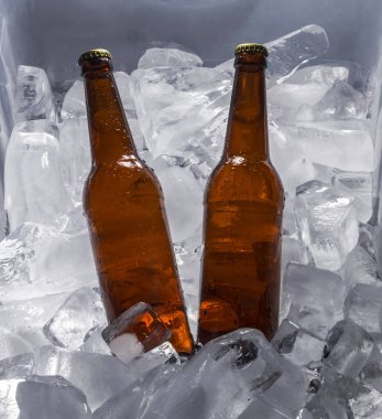 bira buz üstünde