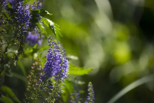 çiçek bitki üzerinde arka plan bulanık