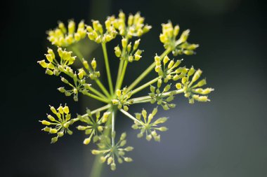 çiçek bitki üzerinde arka plan bulanık