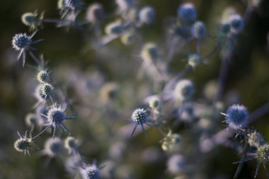 çiçek bitki üzerinde arka plan bulanık