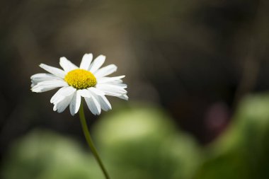 çiçek bitki üzerinde arka plan bulanık