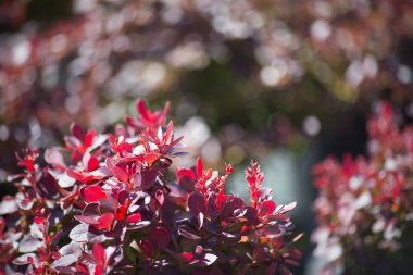 Bush kızamık portre