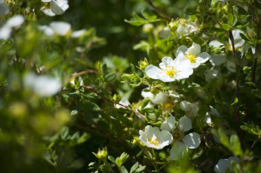çiçek bitki üzerinde arka plan bulanık