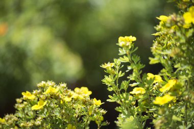 çiçek bitki üzerinde arka plan bulanık