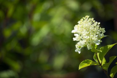 çiçek bitki üzerinde arka plan bulanık
