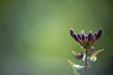 çiçek bitki üzerinde arka plan bulanık