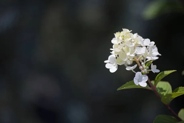 Flower plant on blurred background — Stock Photo, Image