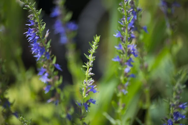 çiçek bitki üzerinde arka plan bulanık
