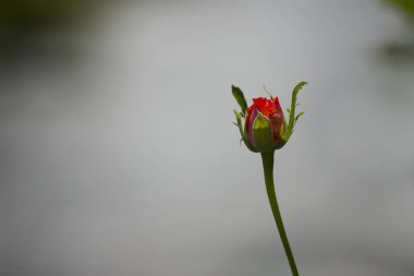 çiçek bitki üzerinde arka plan bulanık