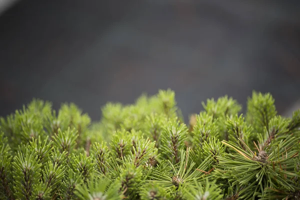 The fur-tree branch on blurred background — Stock Photo, Image