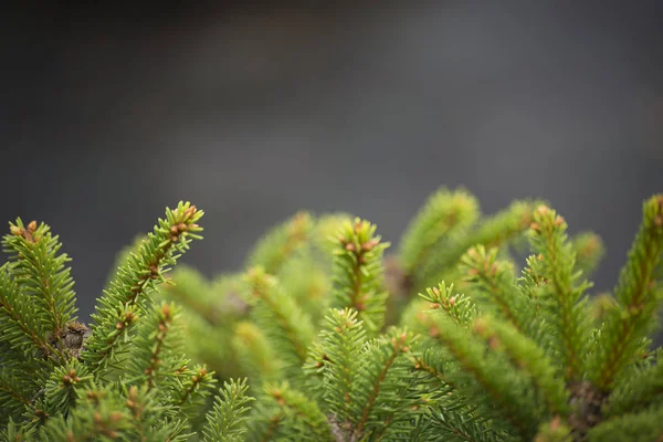 The fur-tree branch on blurred background — Stock Photo, Image