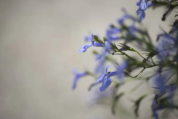 Flower plant on blurred background — Stock Photo, Image