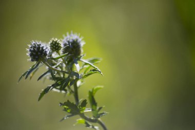 çiçek bitki üzerinde arka plan bulanık