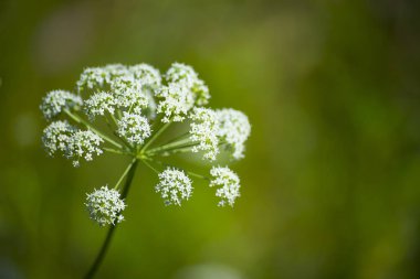 çiçek bitki üzerinde arka plan bulanık