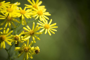 çiçek bitki üzerinde arka plan bulanık