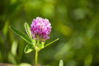 çiçek bitki üzerinde arka plan bulanık
