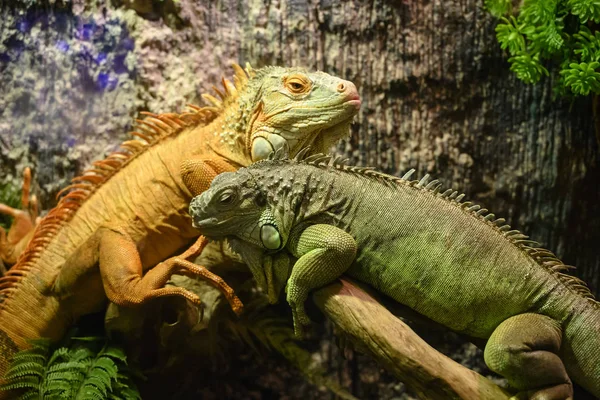 Duas iguanas sentadas em um ramo — Fotografia de Stock