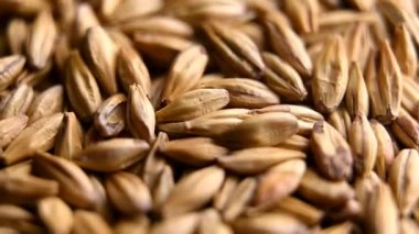 Bira veya viski yapmak için arpa arpası.