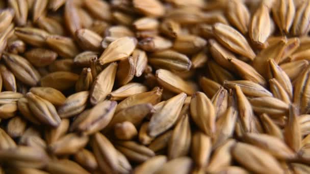 Barley malt for making beer or whiskey — Stock Video