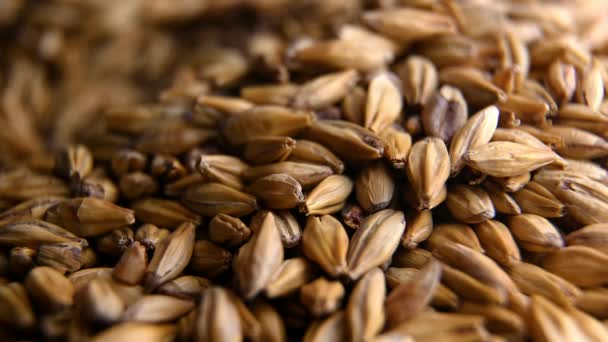 Barley malt for making beer or whiskey — Stock Video