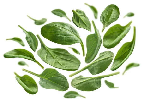 Groene spinazie bladeren zweven op een witte achtergrond — Stockfoto