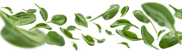 Green spinach leaves levitate on a white background — Stock Photo, Image