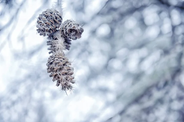 pine cones covered with rim frost in winter forest, close up, co