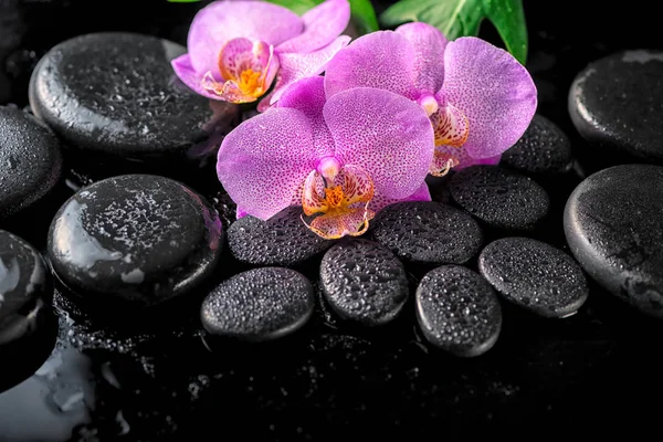 beautiful spa setting of blooming twig lilac orchid flower, gree