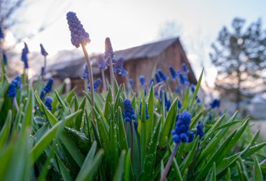 Gün batımında bahçede muscari görünümü.
