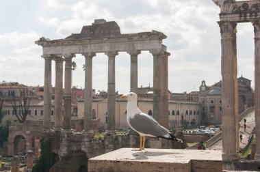 Roma forumunun arka planında martı (Foro Romano).