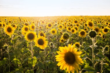 Ayçiçeği tarlası manzarasına bak.