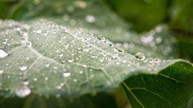 Yeşil lahana yaprağının üzerine bir damla su. Tesiste taze yağmur damlası var. Kapatın..