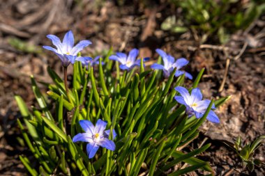 Chionodoxa, mavi çiçekli erken çiçek açan bir bitki..