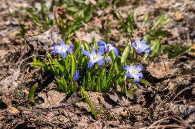 İlk bahar çiçekleri kurumuş yaprakların arasından geçti. Güzel Chionodoxa güneşli bir günde çiçek açtı..