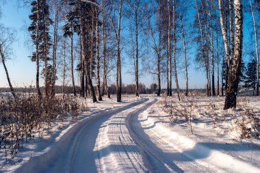 Açık mavi gökyüzü ile kış günü. Huş ağacının arka planında arabanın tekerleklerinin izleri var..
