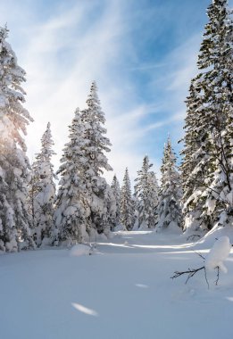 Güneşli bir günde karla kaplı köknar ağaçları ile güzel kış manzarası.